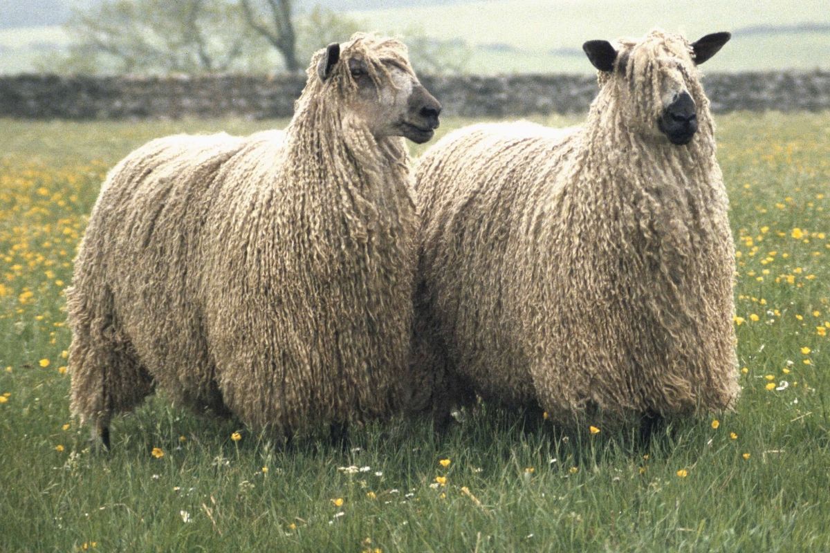 woolly sigil jumper